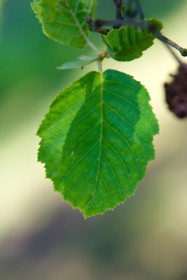 Alnus incana 'Aurea' - olše šedá (90) - list